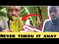 Wowyou will never throw your plantain peel away again after watching this