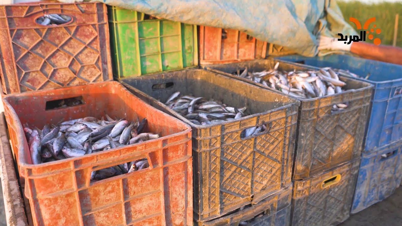 شاهد أنواع الأسماك في علوة أهوار الجبايش #المربد