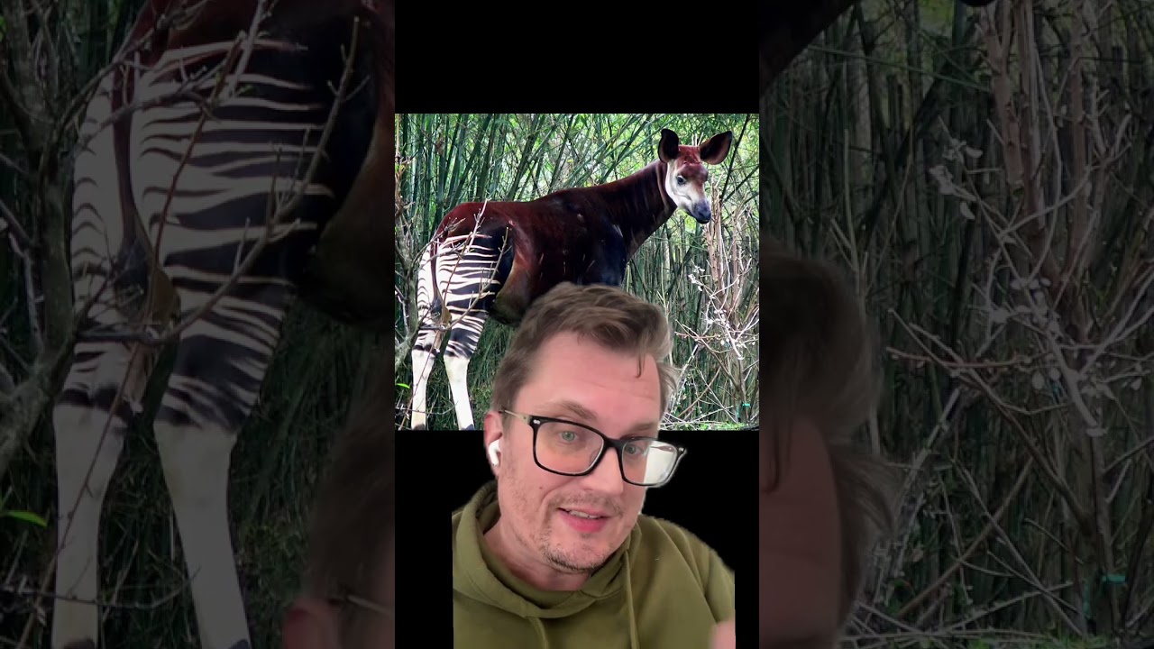 The Okapi and infrasound #publishtoall