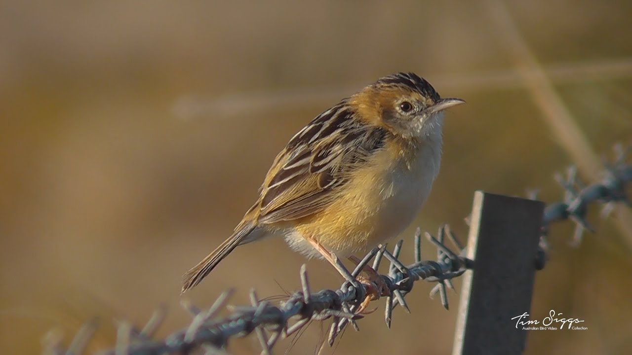 Golden- headed Cisticola (Cisticola exilis) Hd Video clip1/1 Australian