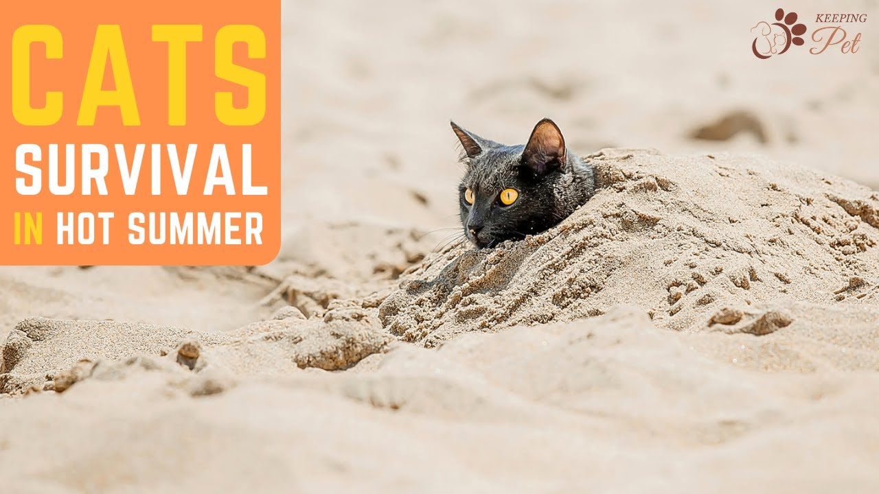 6 Ways Outdoor Cats Survive Hot Summer