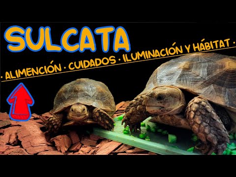 Video: Qué alimentar a tu tortuga sulcata