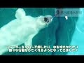 ベルーガ「グレイ」のフィーダー遊び #名古屋港水族館 #shorts
