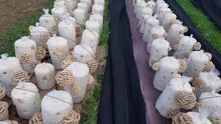 Examples of shadecloth covered rows for oyster mushroom production, outdoors and in a greenhouse