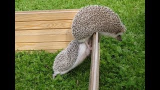 Top Funny And Cute HEDGEHOG Videos Compilation 2019 [BEST OF]