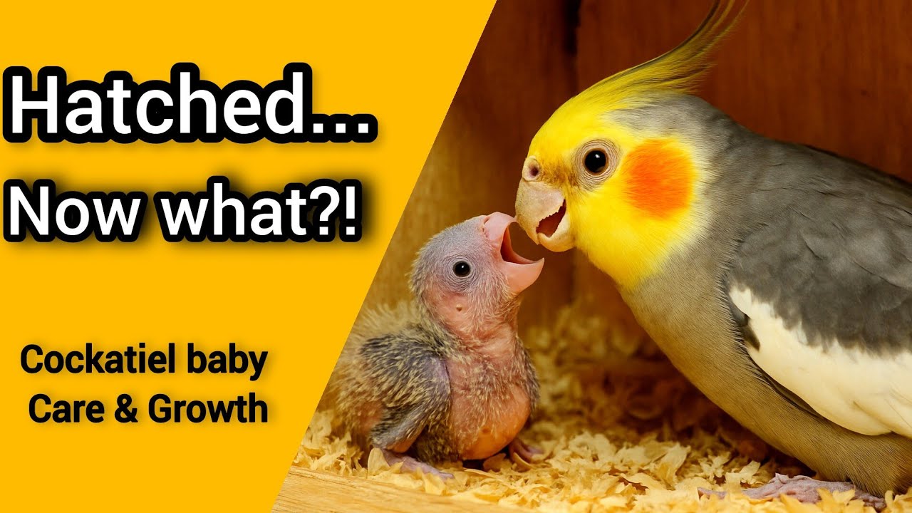 Baby Cockatiels Growing Up | Part 2: Feeding & First Weeks