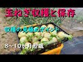 玉ねぎの収穫の秘訣やポイントと簡単に長期貯蔵できるやり方を実演します