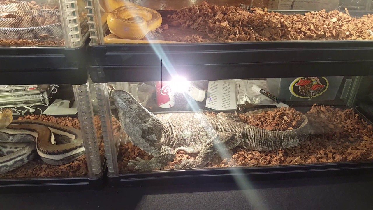 beasty PA Hamburg Reptile expo 4/22/2017