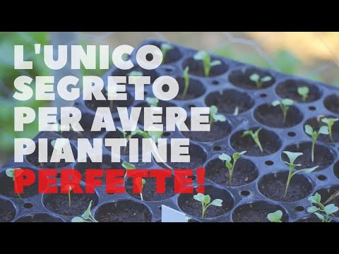 Video: Le Piantine Vengono Estratte. Cosa Fare?