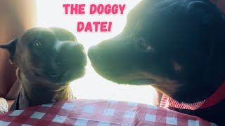 The Doggy Date Valentines Day Special Lifewoofpaws