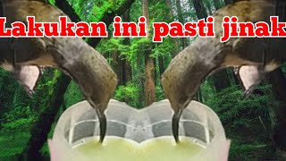 Menjinakkan kolibri black sunbird