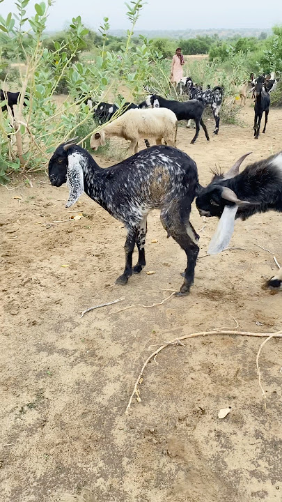 GOATs #shorts 🤣sounds 🤣style