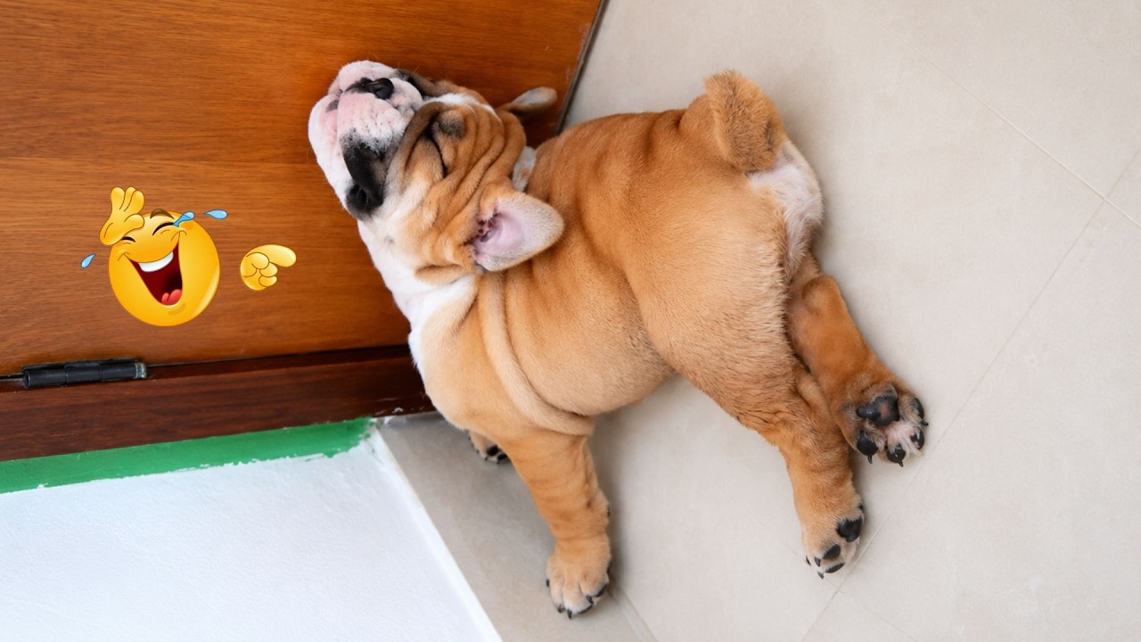 You Can’t Stop Laughing At These Dogs 🤣 FUNNIEST DOGS Video 2026