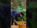 كيف يحول الصينينون الكركديه الى حلوى صحية كيف يحول الصينينون الكركديه الى حلوى صحية