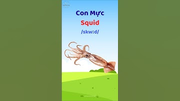 Con Mực - Học từ vựng và phát âm tiếng Anh #thaytuvuitinh