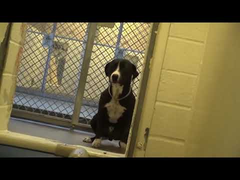 (VIRAL) Emotiva reacción de perro al ser adoptado hqdefault