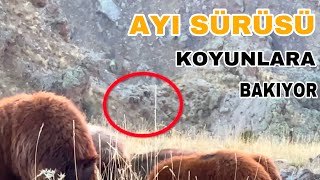 AYI SÜRÜSÜ KOYUNLARA BAKIYORKURTLARIN GECE TAKİBİ