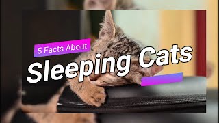 Why Do Cats Sleep So Much? 5 Facts About Sleeping Cats!!! by CuteCats LoveLove 21 views 3 years ago 1 minute, 44 seconds