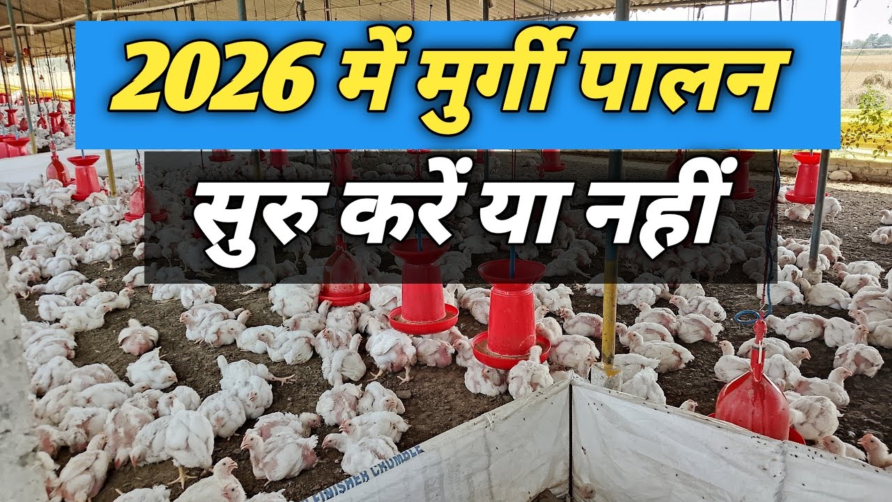 2026 में मुर्गी पालन (kukkut Palan) शुरू करें या नहीं || Chicken Business 2026,