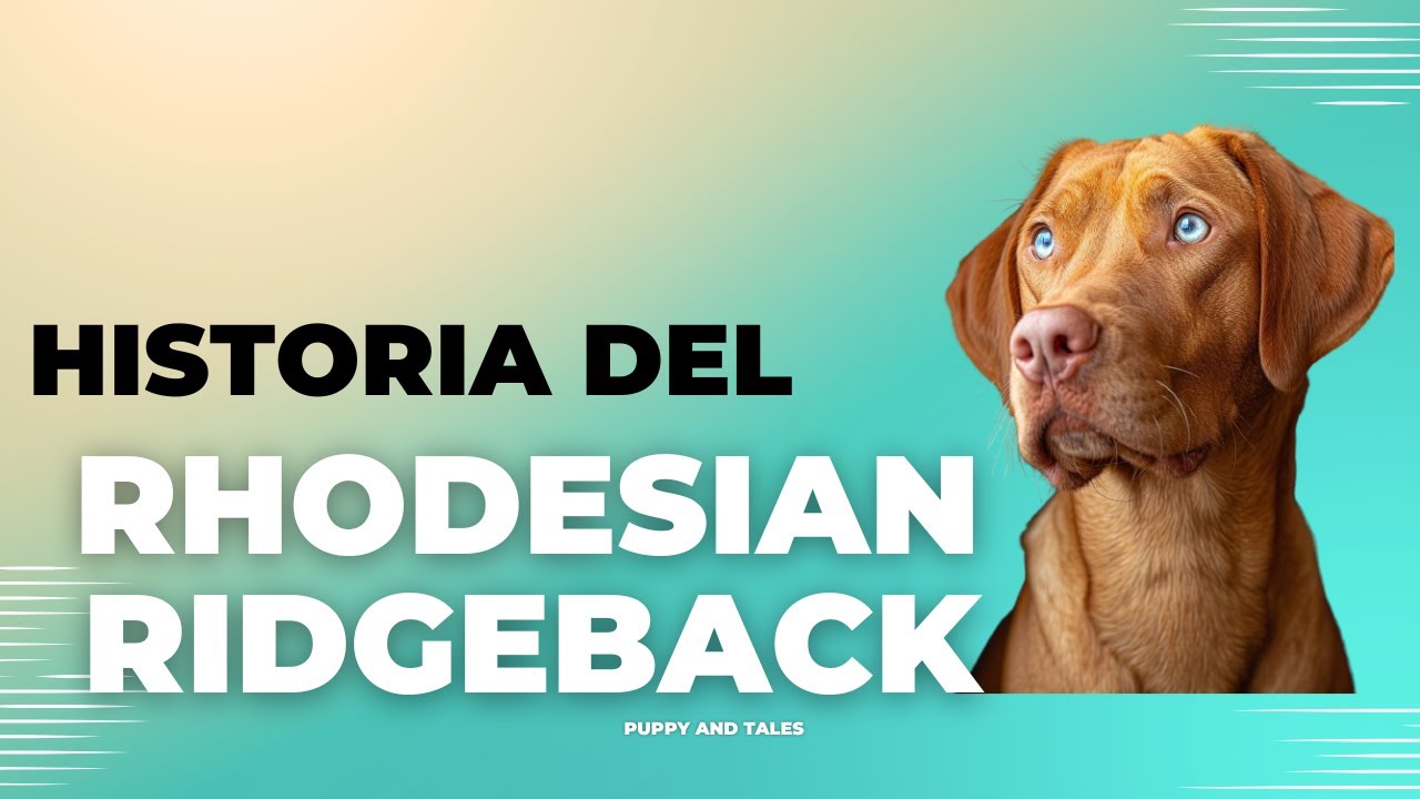 🐕 DESCUBRE la FASCINANTE Historia y Curiosidades del RHODESIAN ...