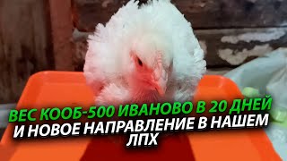 Сколько весит КОББ 500 Иваново в 20 дней и новое направление нашего ЛПХ