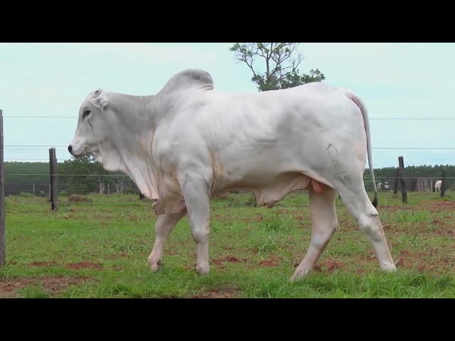 LOTE 25   ALMB 2167 mp4