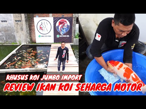 Koi Jumbo Import