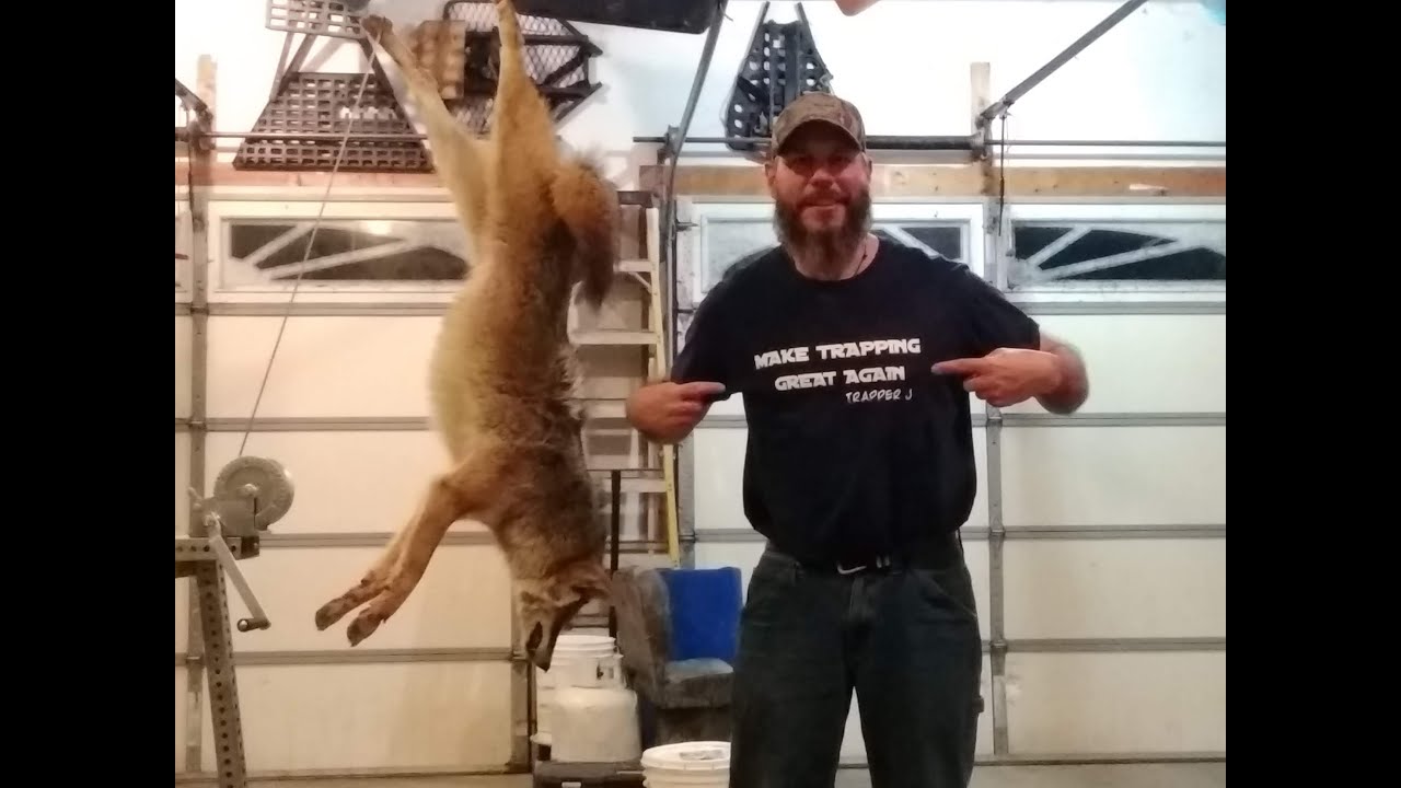 100% Guaranteed Set to Catch Coyotes 