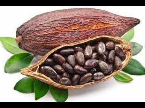 بورصة العطور الشيكولاته بنت الكاكاو والعطور محمود البريشي