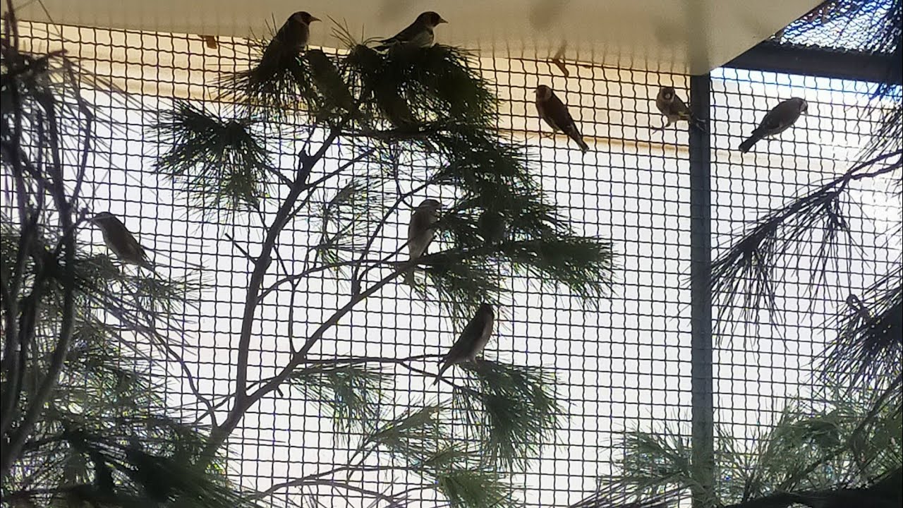 بطلب من الإخوة شرح مفصل على سلاكة الحسون ومكان وضع المستلزمات