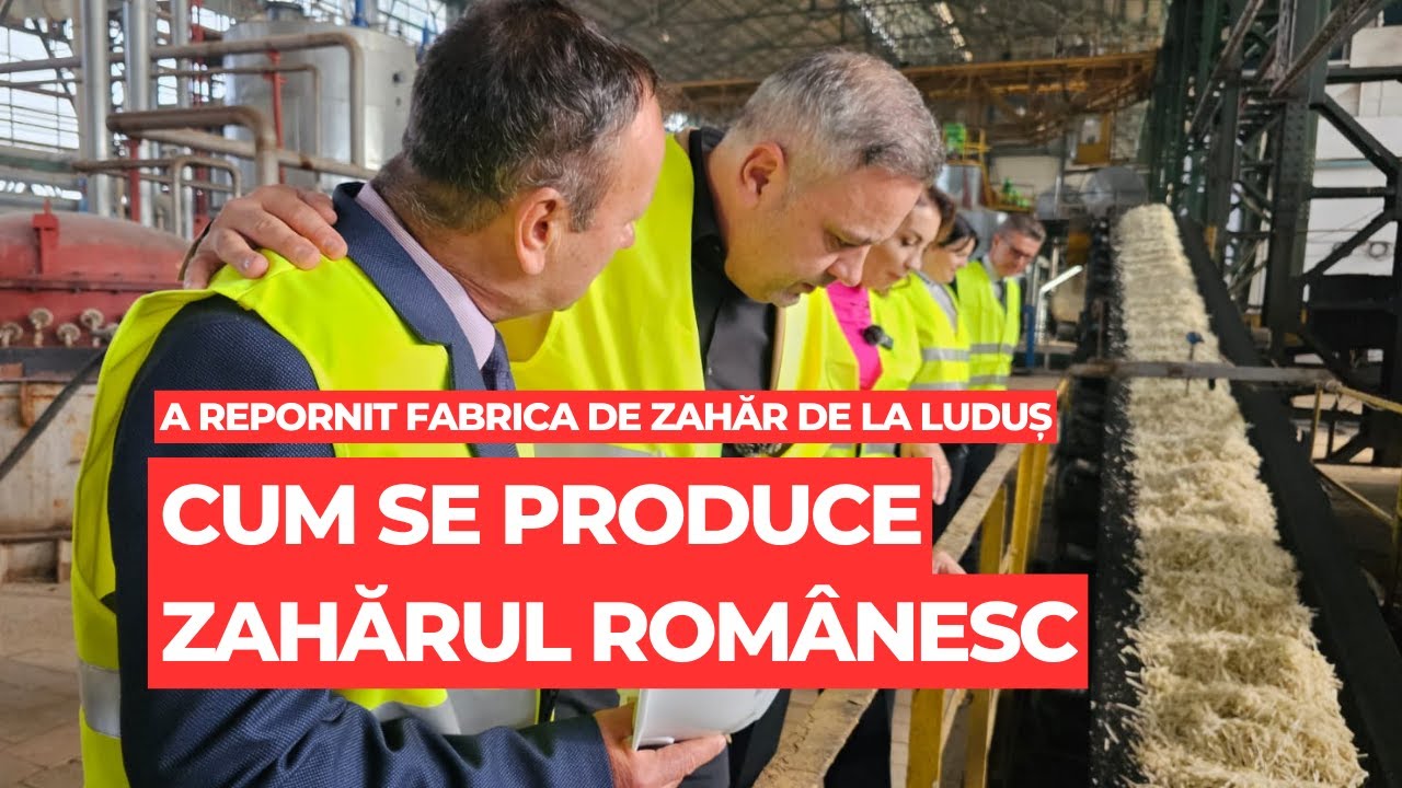 Fabrica de la Luduș, redeschisă. Cum se produce zahărul românesc