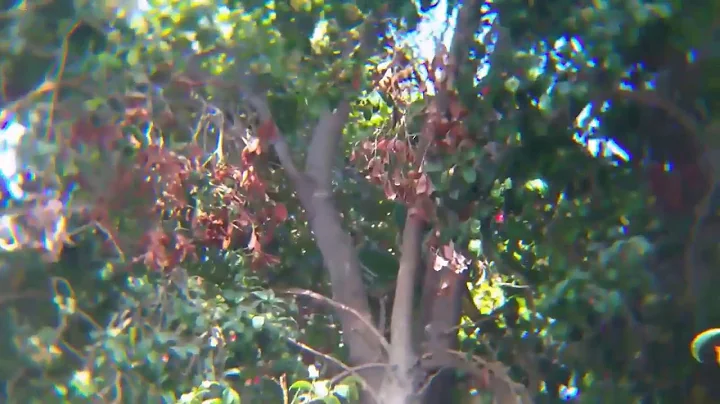 Righty and Tighty: Parrot Heads Popping Up: 9/27/2020