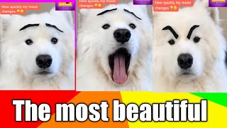 dog videos | Funny dogs | cute dog by Pet lovers 4 views 3 years ago 1 minute, 55 seconds