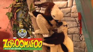 Zoboomafoo 105 - Happy Lemur Day (Full Episode) - YouTube