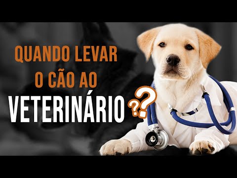 Vídeo: Quando Você Deve Levar Seu Novo Cachorro Ao Veterinário?