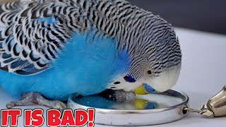 Budgie Mirror  Is bad, Actually, for your Bird