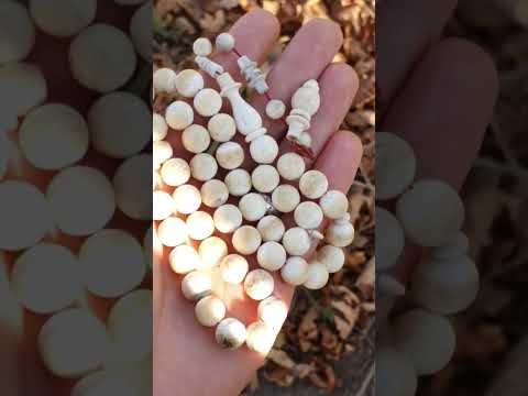 قرن غزال طبيعي