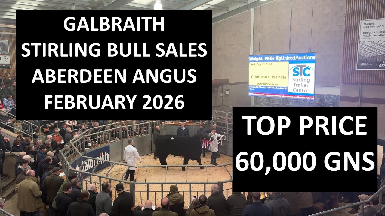 Galbraith Stirling Bull Sales United Auctions Aberdeen Angus February 2026