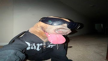 Random Videos Memes Compilation /v1