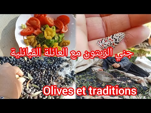 جني الزيتون مع العائلة القبائلية في جبال تيزي وزو Olives Et Traditions De Kabylie 