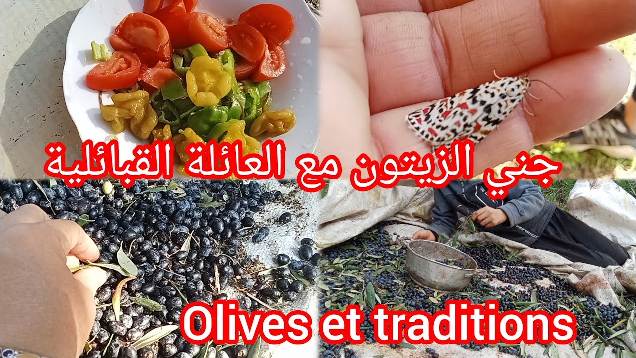 جني الزيتون مع العائلة القبائلية في جبال تيزي وزو 😊 olives et traditions de Kabylie 