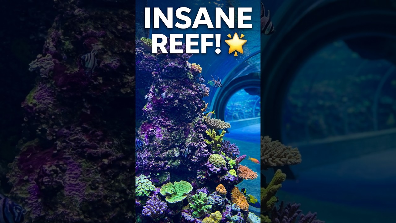 Why I can't stop watching this reef tank 🤩 #aquarium #satisfying #coral
