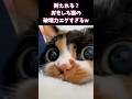 ニヤけたら負けw おもしろ猫たちが反則級すぎた