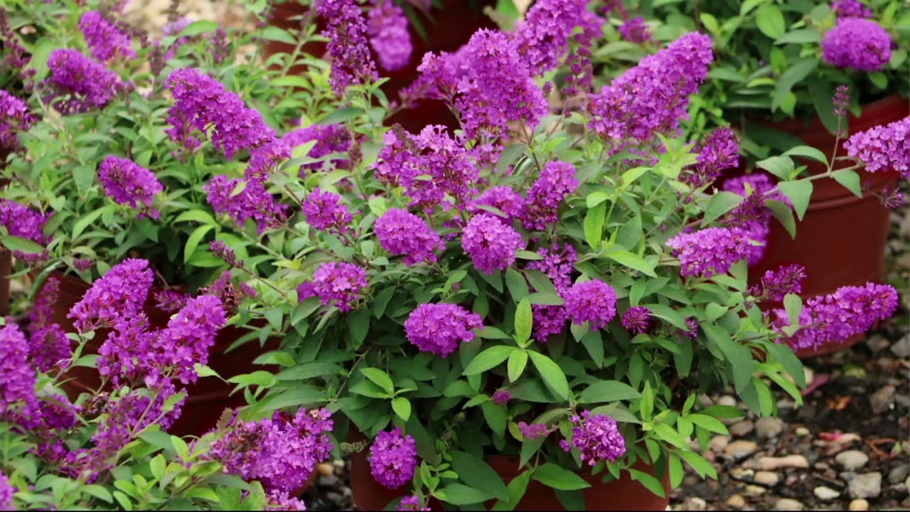 Cottage Farms 3in1 Compact Buzz Butterfly Bush on QVC YouTube