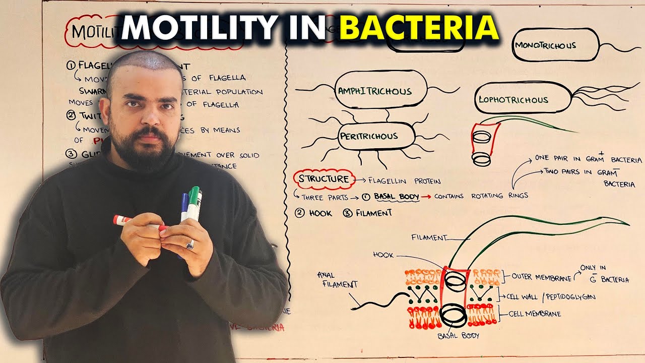 Bacterial Motility & Flagella Explained | Class 11 Biology