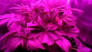 A look at my blue cheese in week 3 of veg