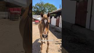Reencuentro con mi caballo parte 1❤️ #caballos #horse #equestrianjourney