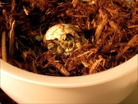 Baby Russian Tortoise Hatching
