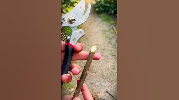 smart scissors tool that is suitable for making plant grafting #shorts