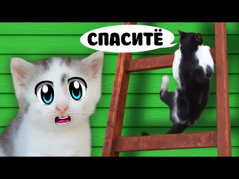 ЧЕЛЛЕНДЖ для КОТОВ! КТО ПЕРВЫЙ ПРОЙДЕТ ДЕВОЧКИ ИЛИ МАЛЬЧИКИ? ШКОЛА КОТОВ НОВЫЙ УРОК